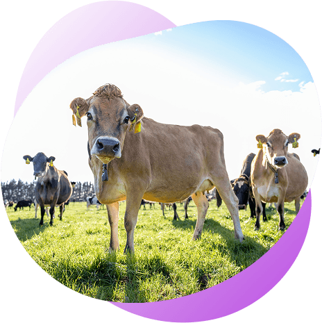 <h2><strong>Specially selected cows</strong></h2>