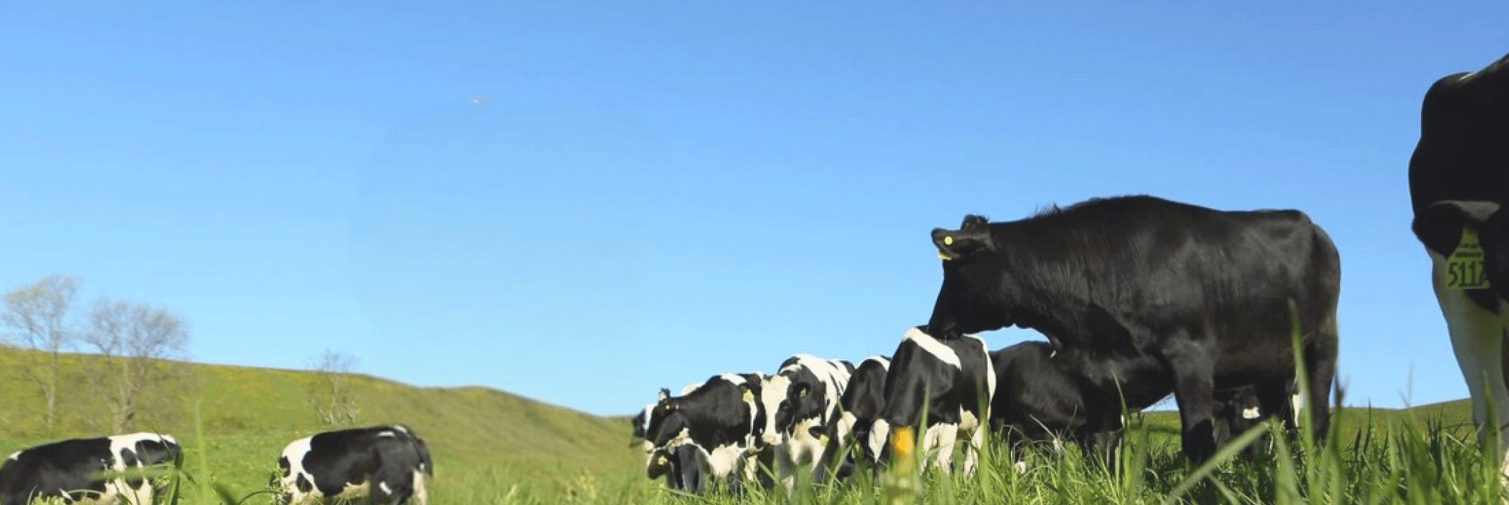 <p>The a2 Milk<sup>®</sup> Difference</p>